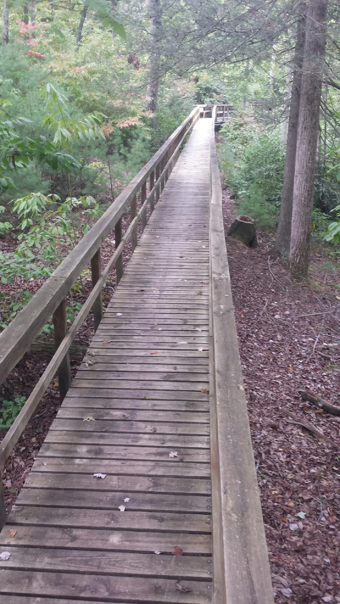 Long wood walkway with handrails built through the woods in Merrimack